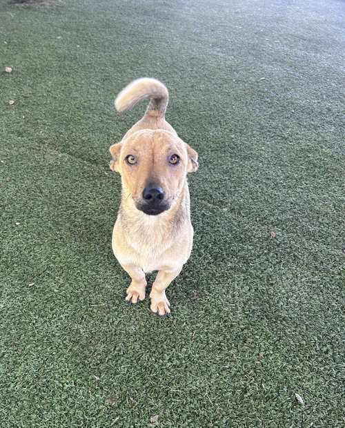 Owen, an adoptable Corgi in Pipe Creek, TX