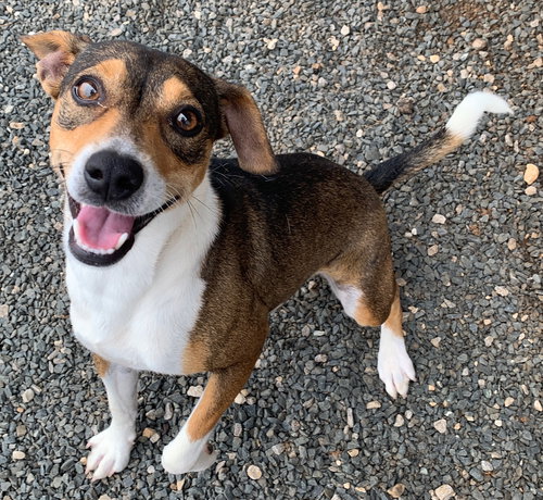 Linette, an adoptable Basenji in Pipe Creek, TX