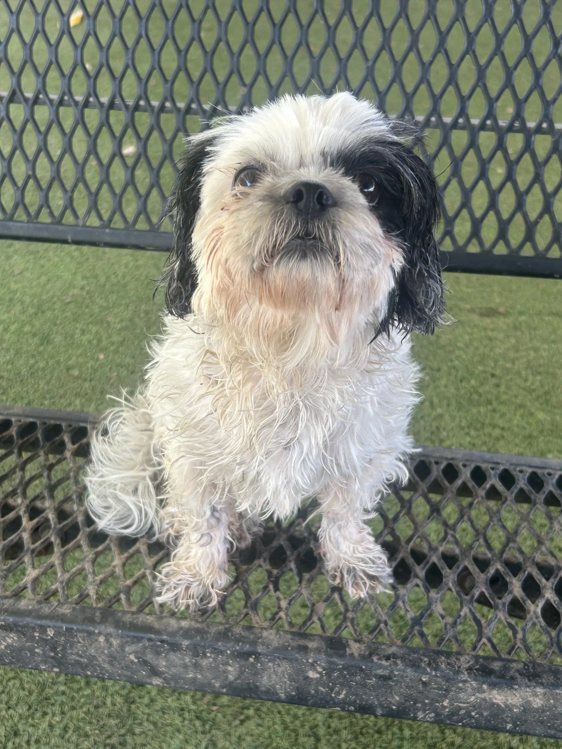 Tawny - Shih Tzu