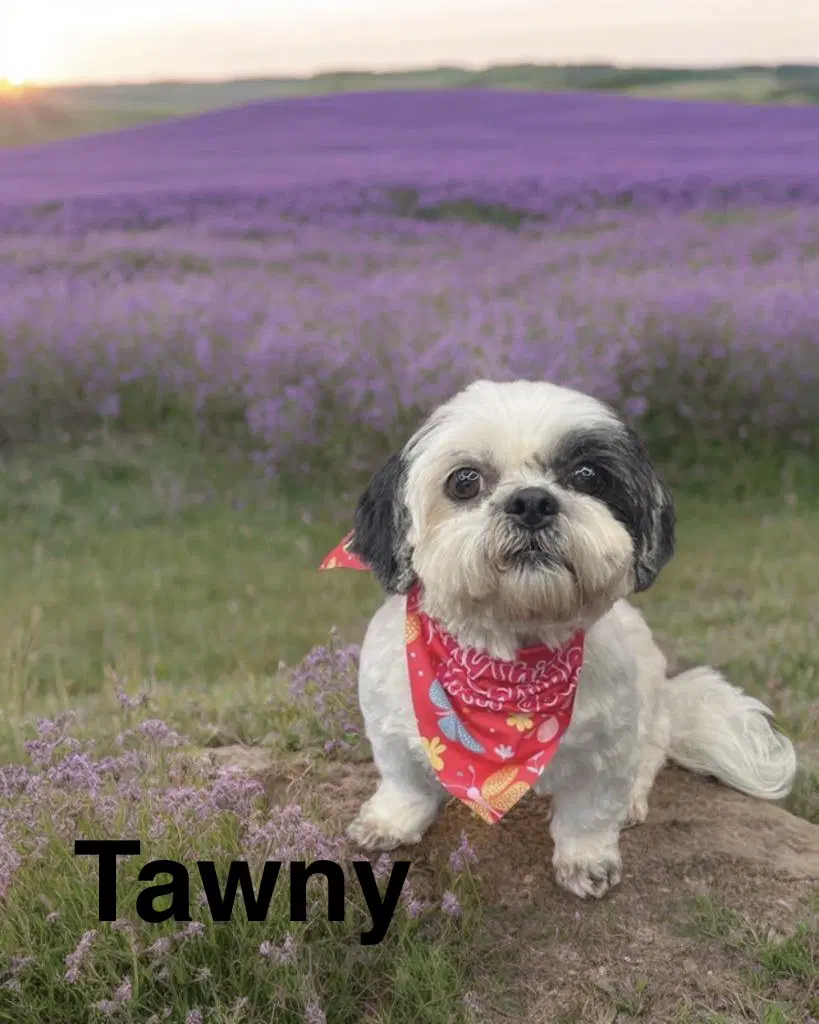 Tawny image 3