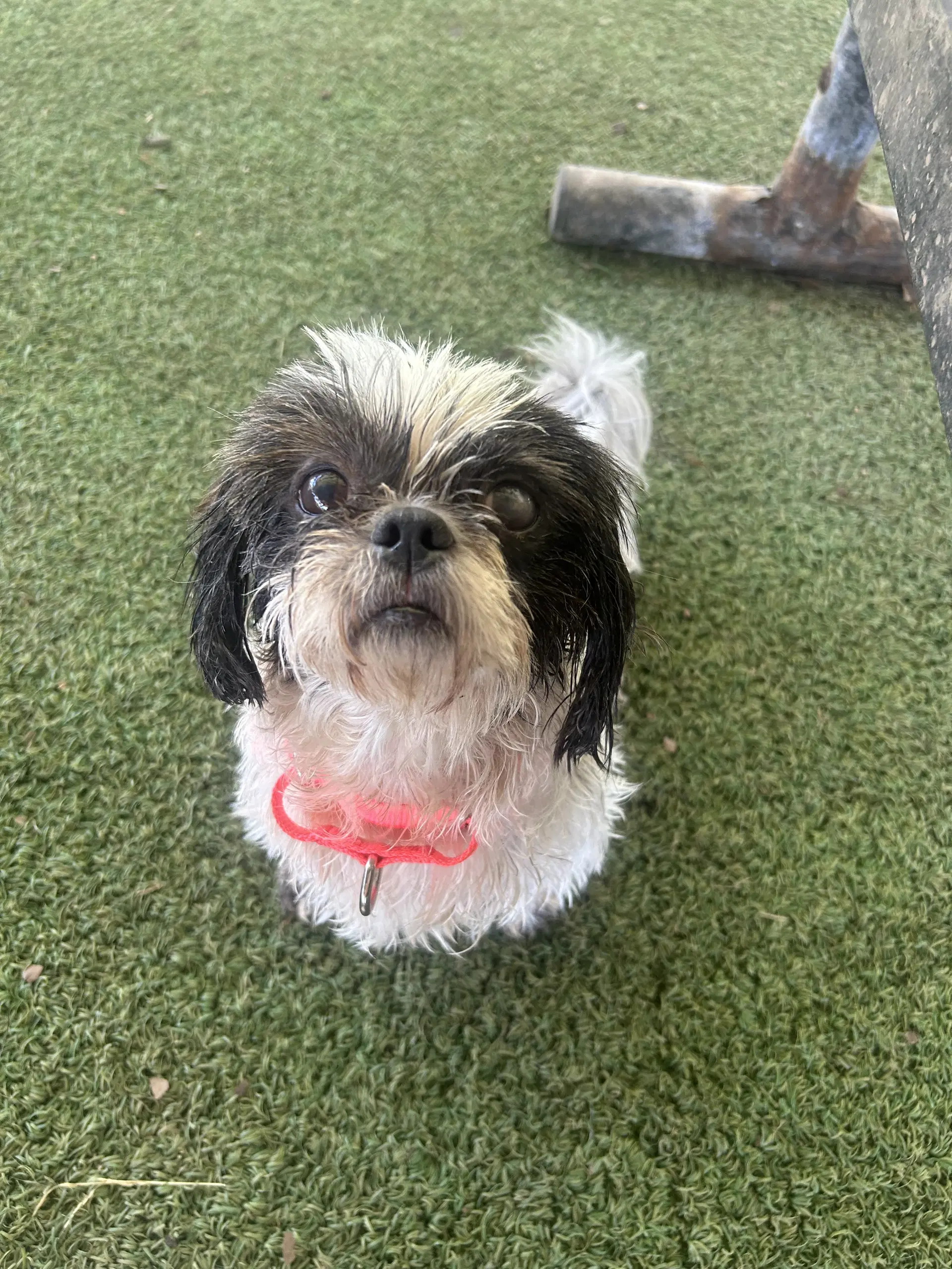 Quinn - Shih Tzu