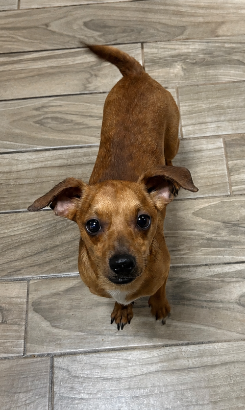 Scooby