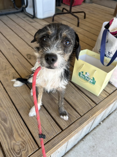 Alexis, an adoptable Border Terrier in Pipe Creek, TX