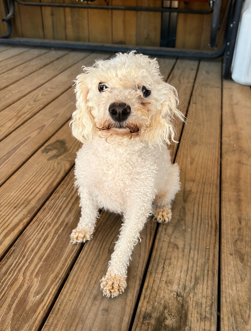 Sadie