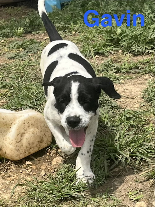 Gavin, an adoptable English Bulldog in Pipe Creek, TX