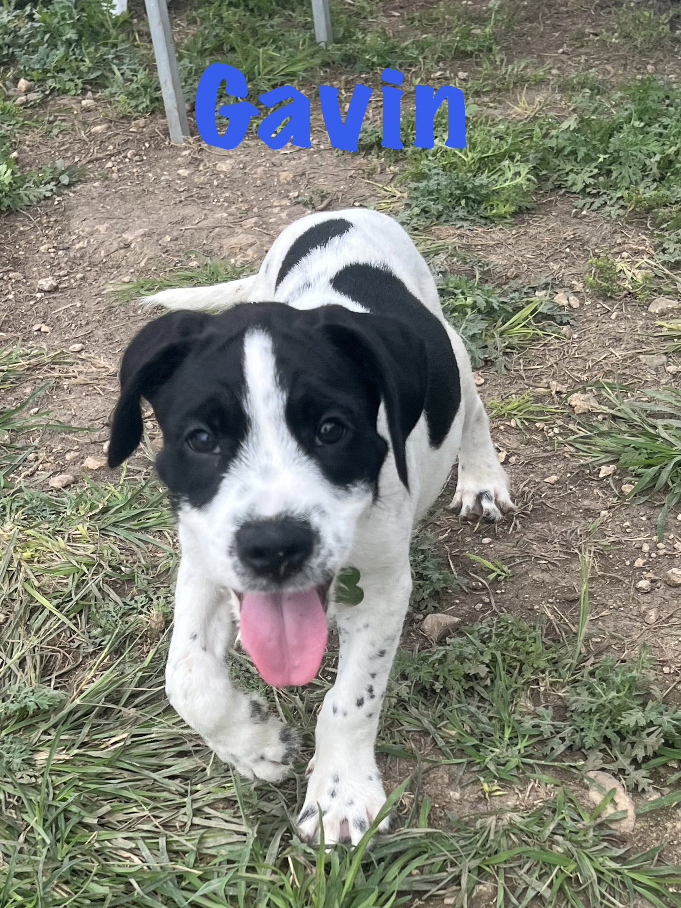 Gavin, photo 8