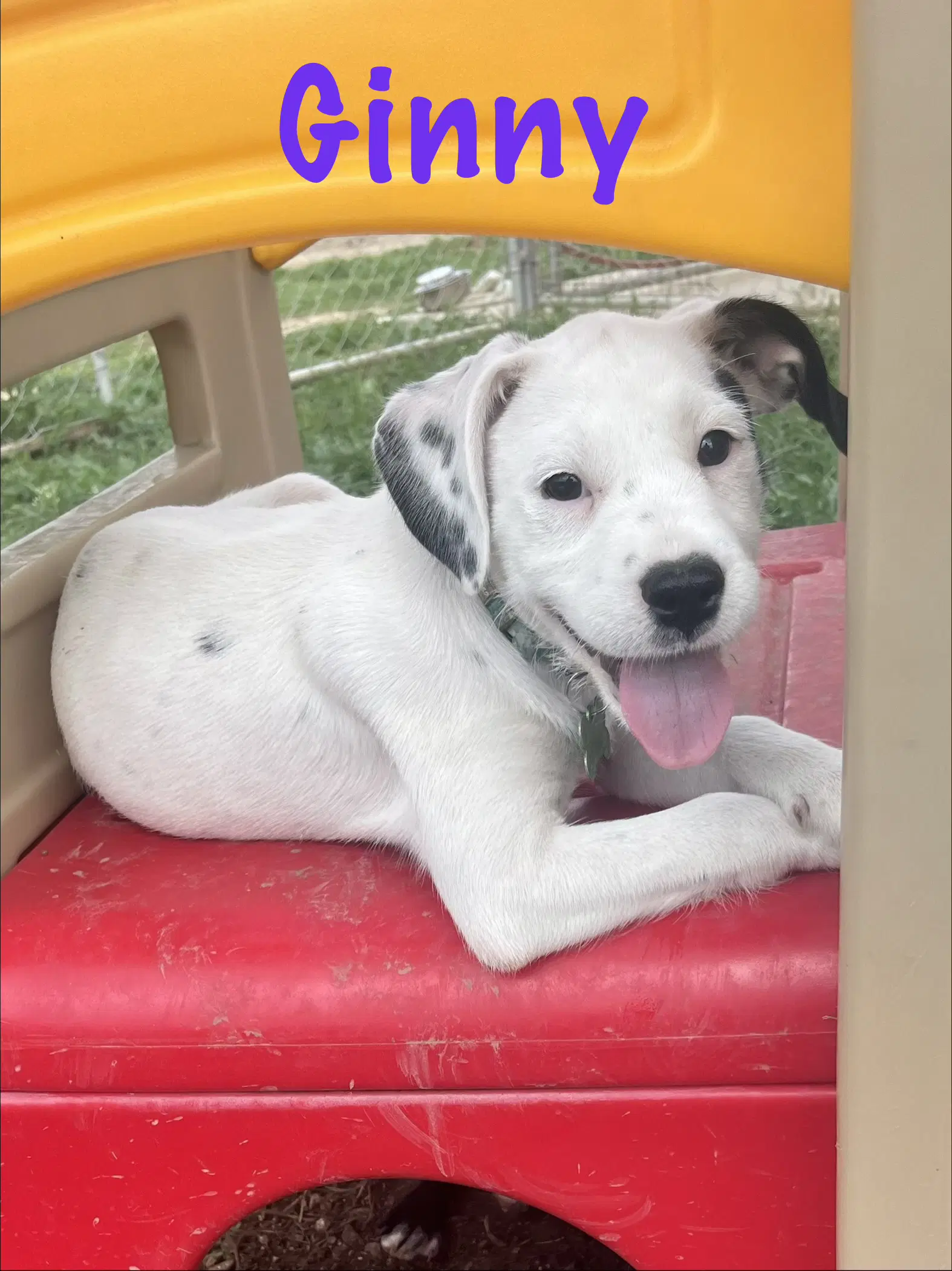 Ginny - American Bulldog
