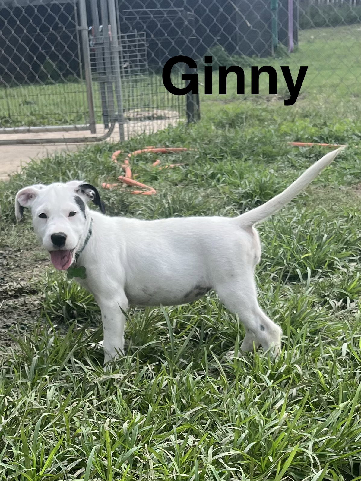 Ginny, photo 7