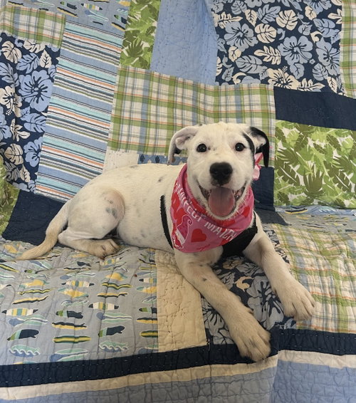 Ginny, an adoptable dog
