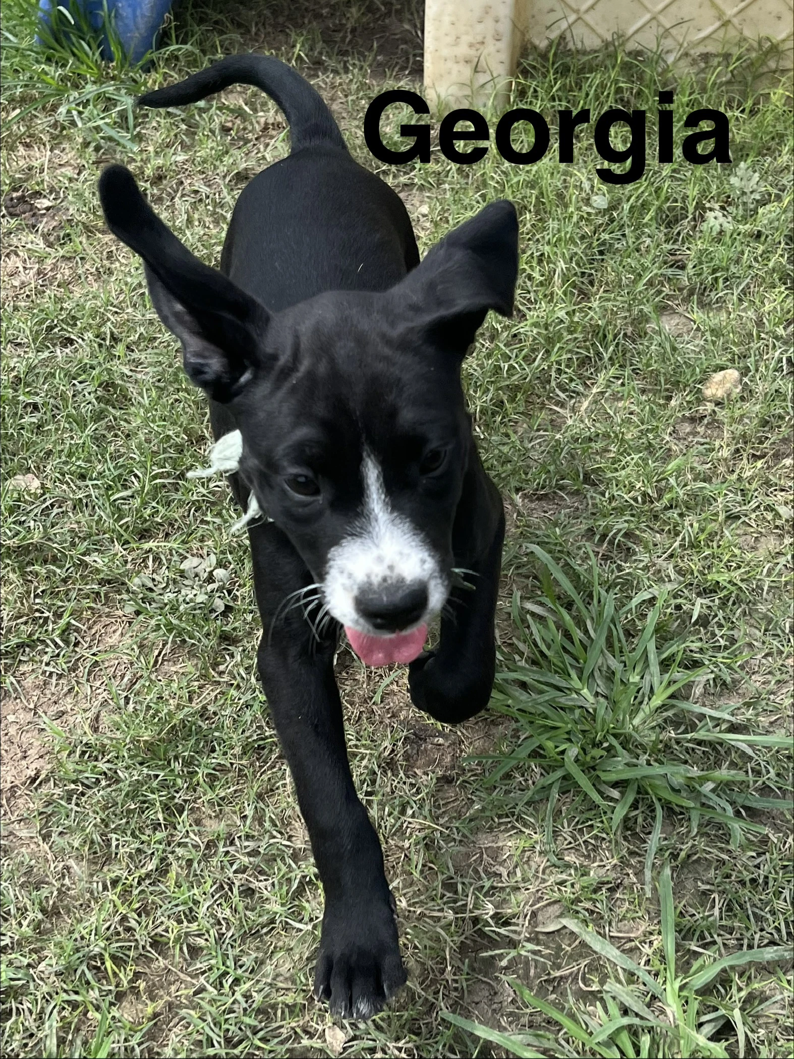 Georgia