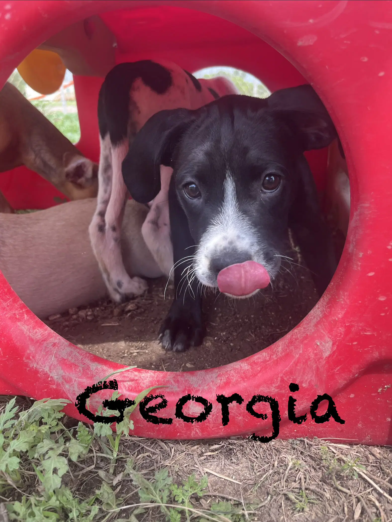 Georgia image 3