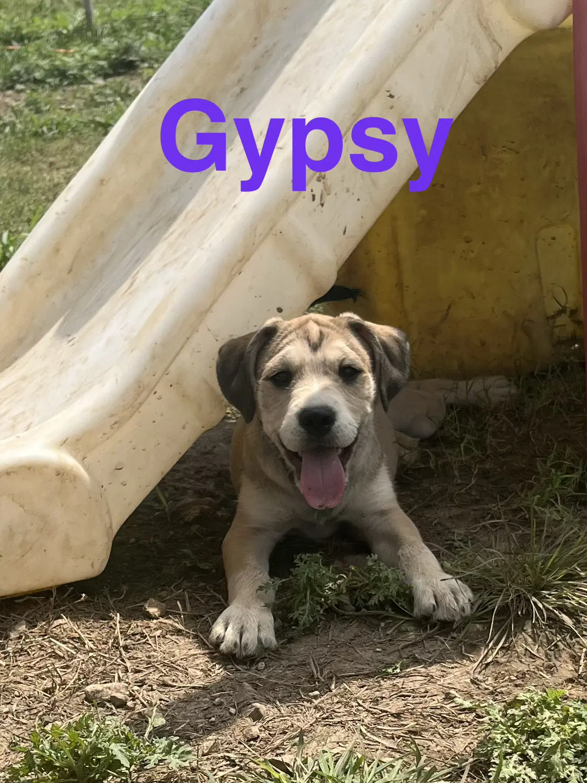 Gypsy image 4