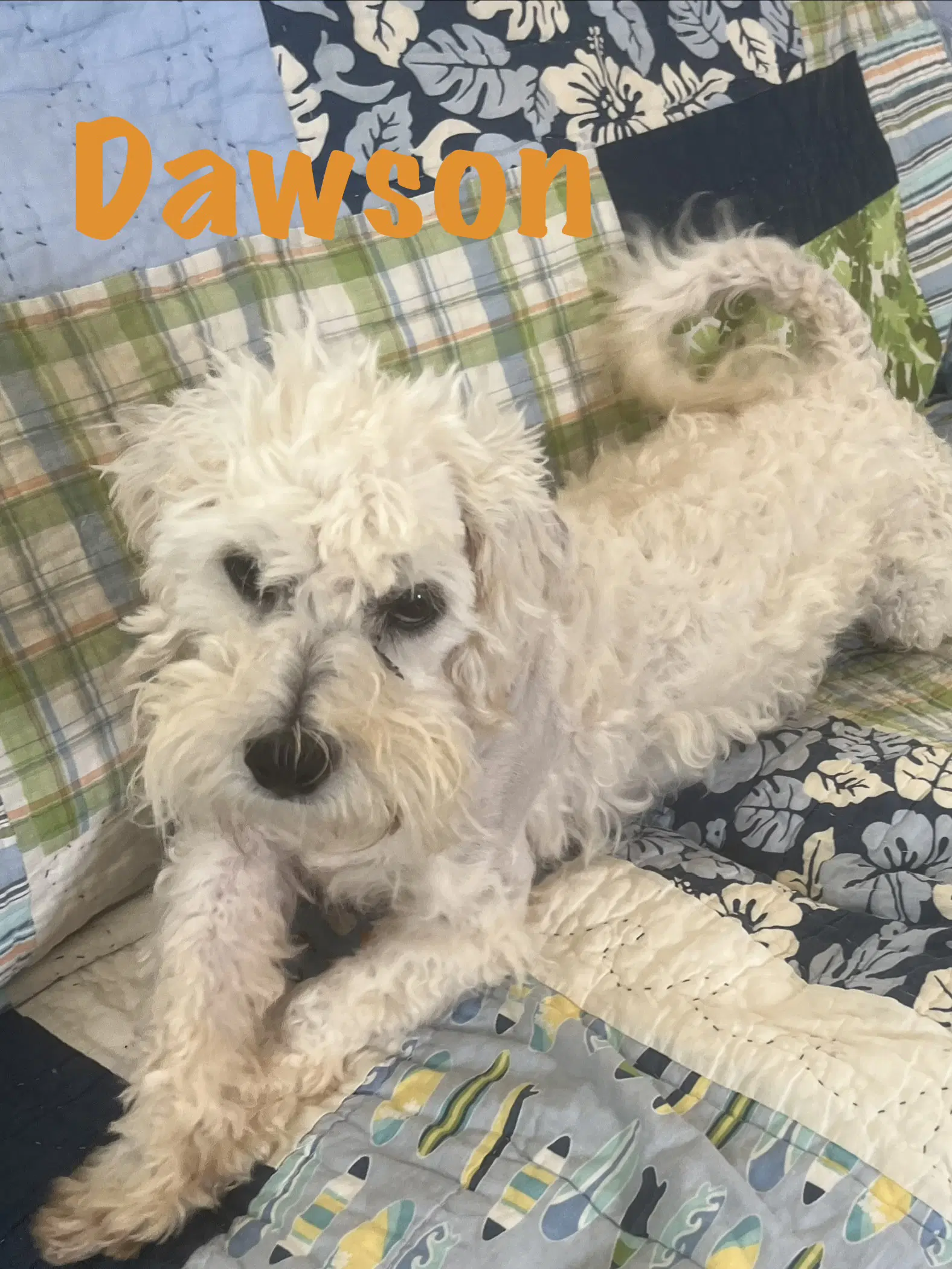 Dawson image 2
