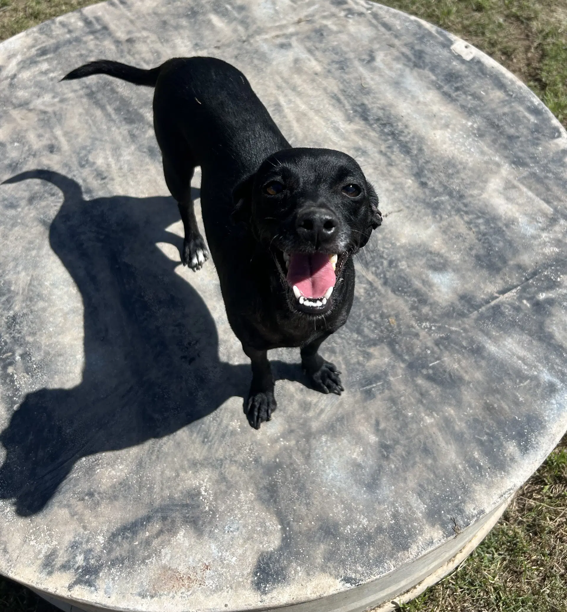 Nessie - Chihuahua