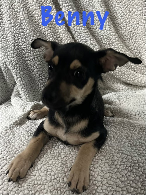 Benny