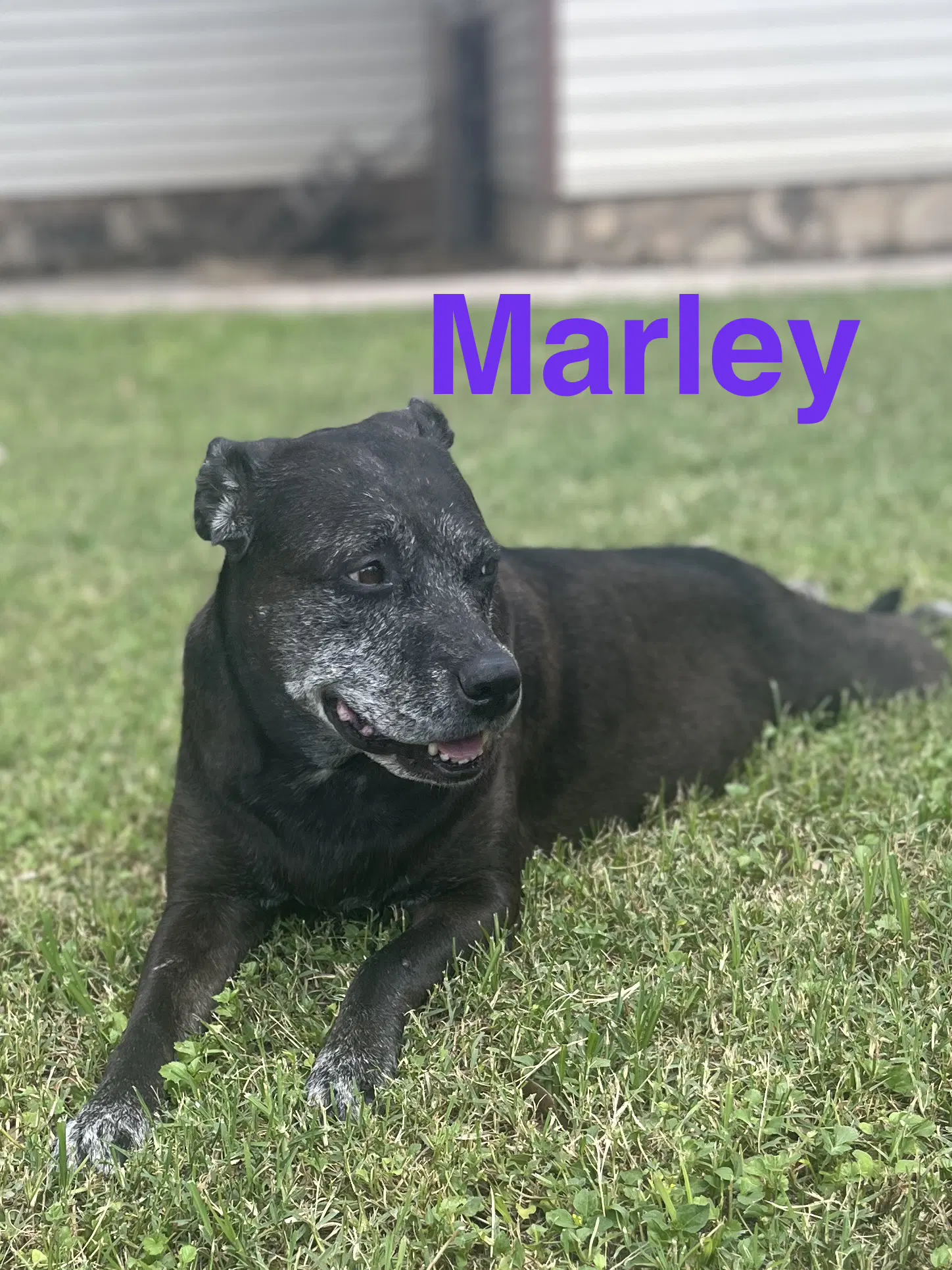 Marley - Catahoula Leopard Dog