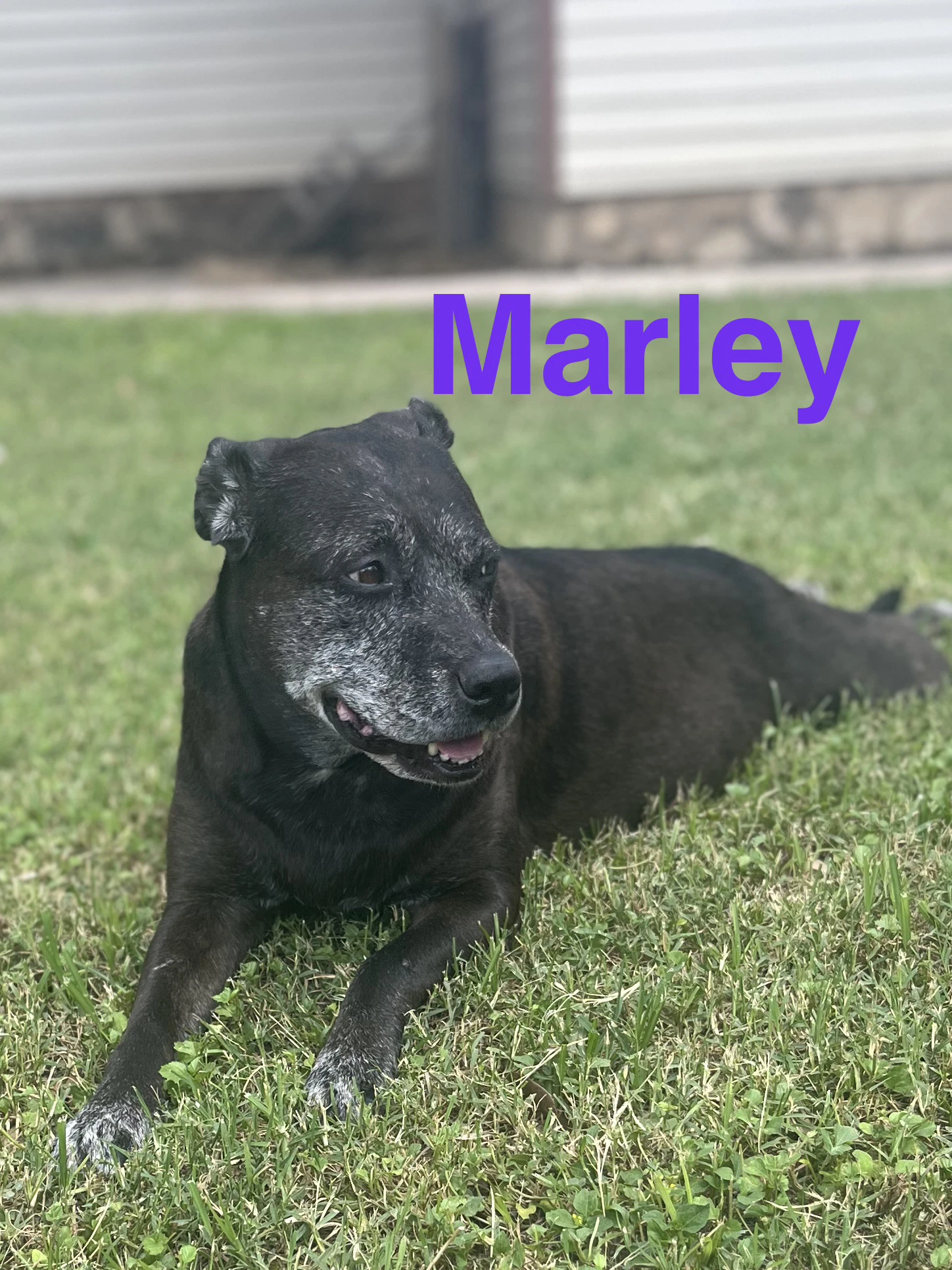 Marley