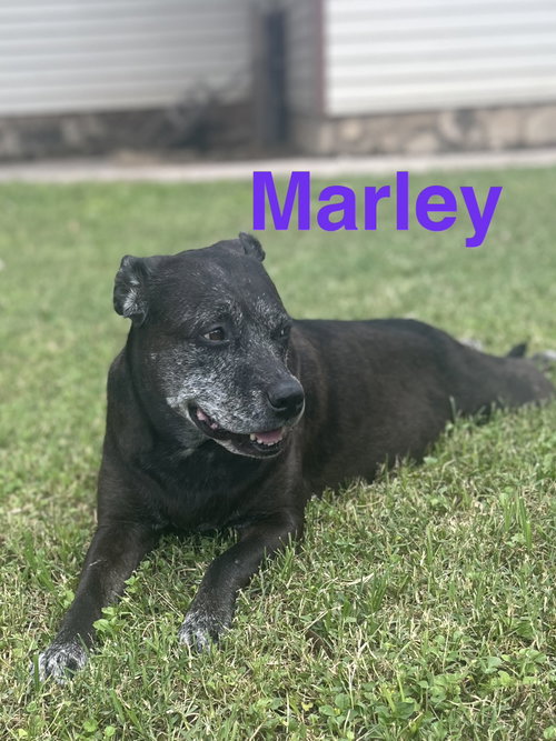 Marley