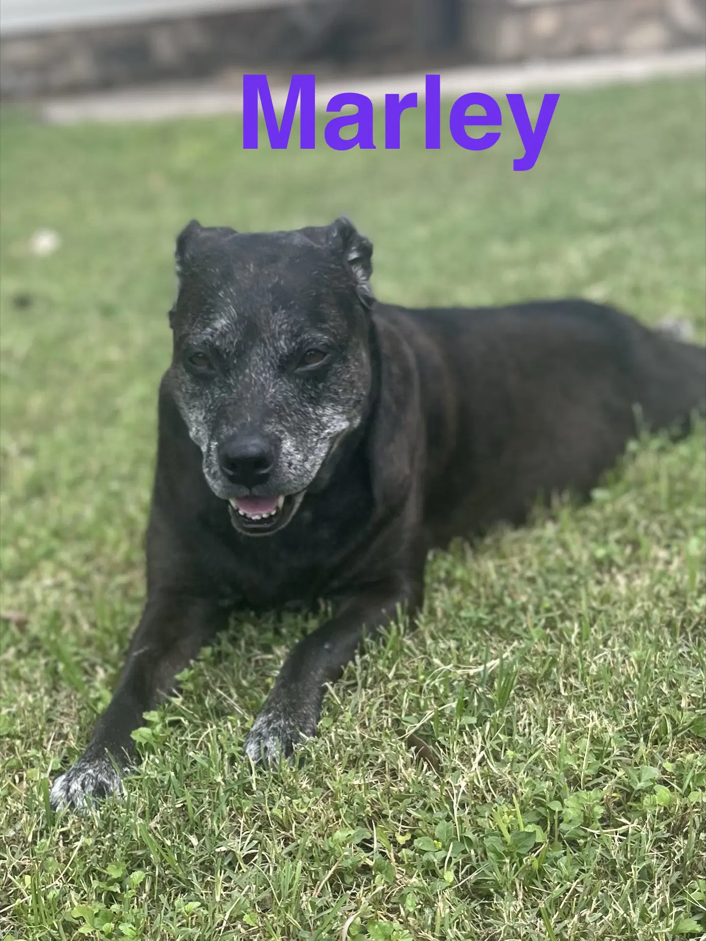 Marley image 4