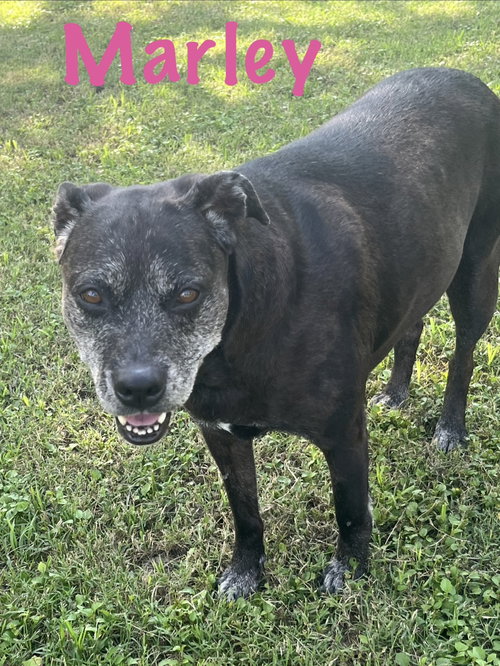 Marley, photo 3