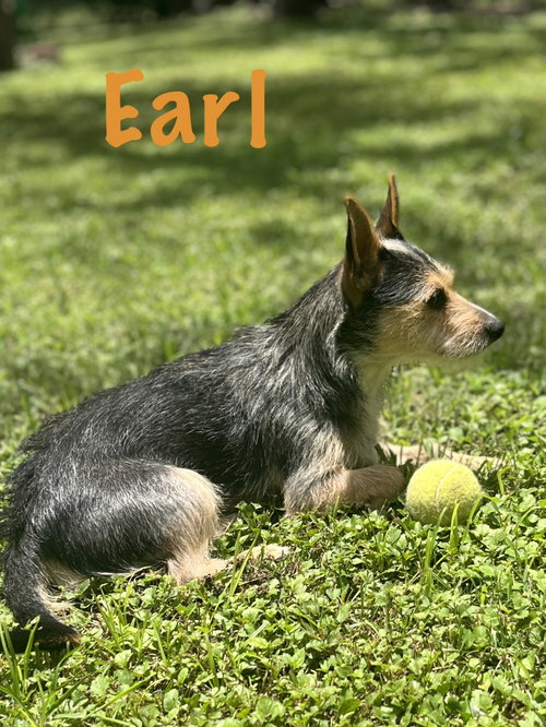 Earl, an adoptable Wirehaired Fox Terrier in Pipe Creek, TX
