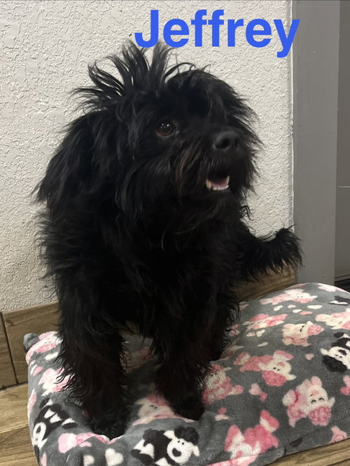 Jeffrey, an adoptable Poodle in Pipe Creek, TX