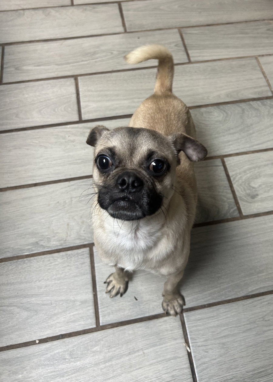 Pugs Bunny
