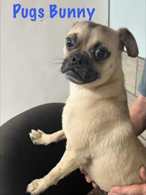 Pugs Bunny, an adoptable Pug in Pipe Creek, TX