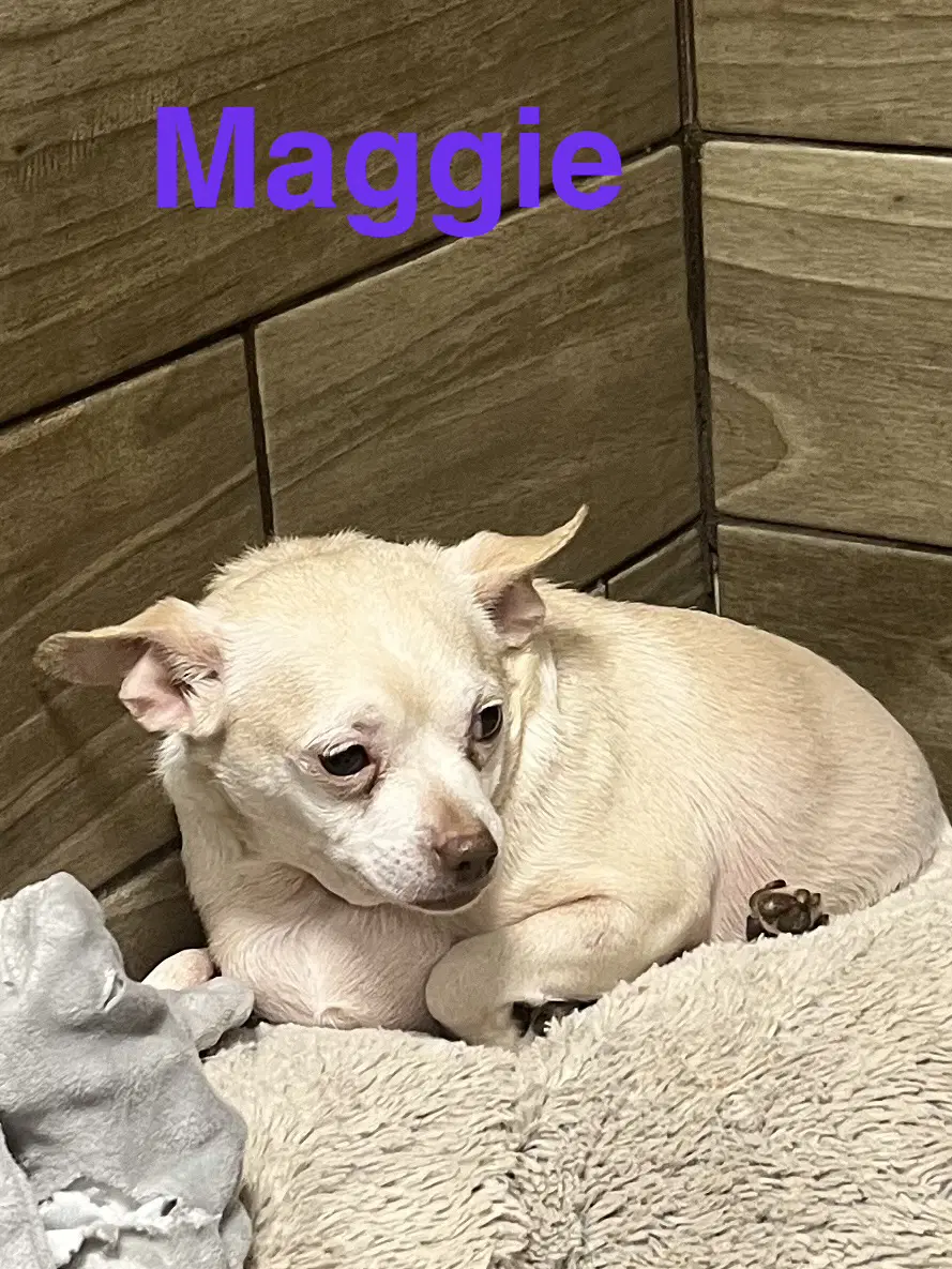 Maggie - Chihuahua