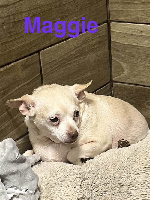 Maggie, an adoptable Chihuahua in Pipe Creek, TX