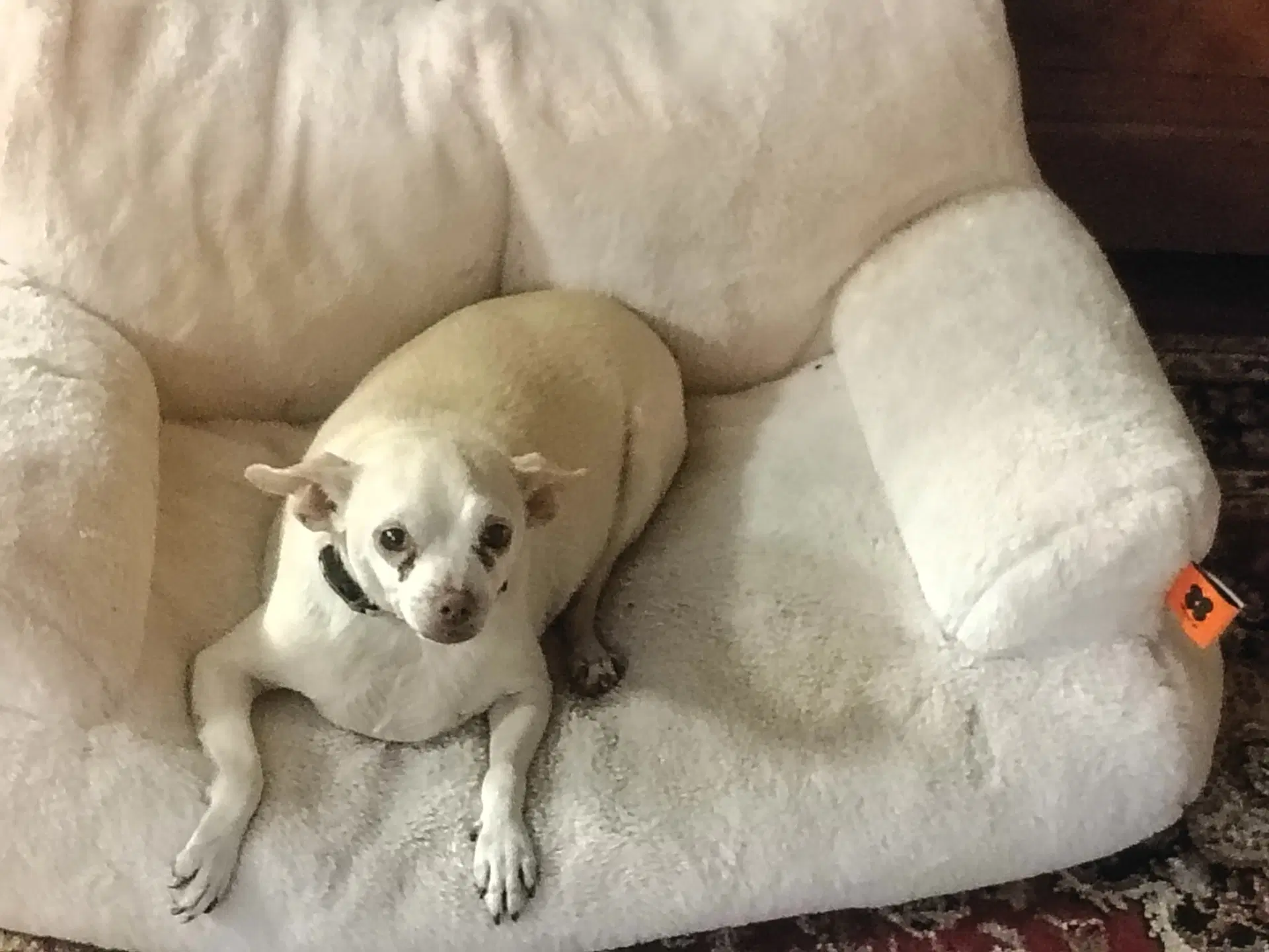 Maggie image 2