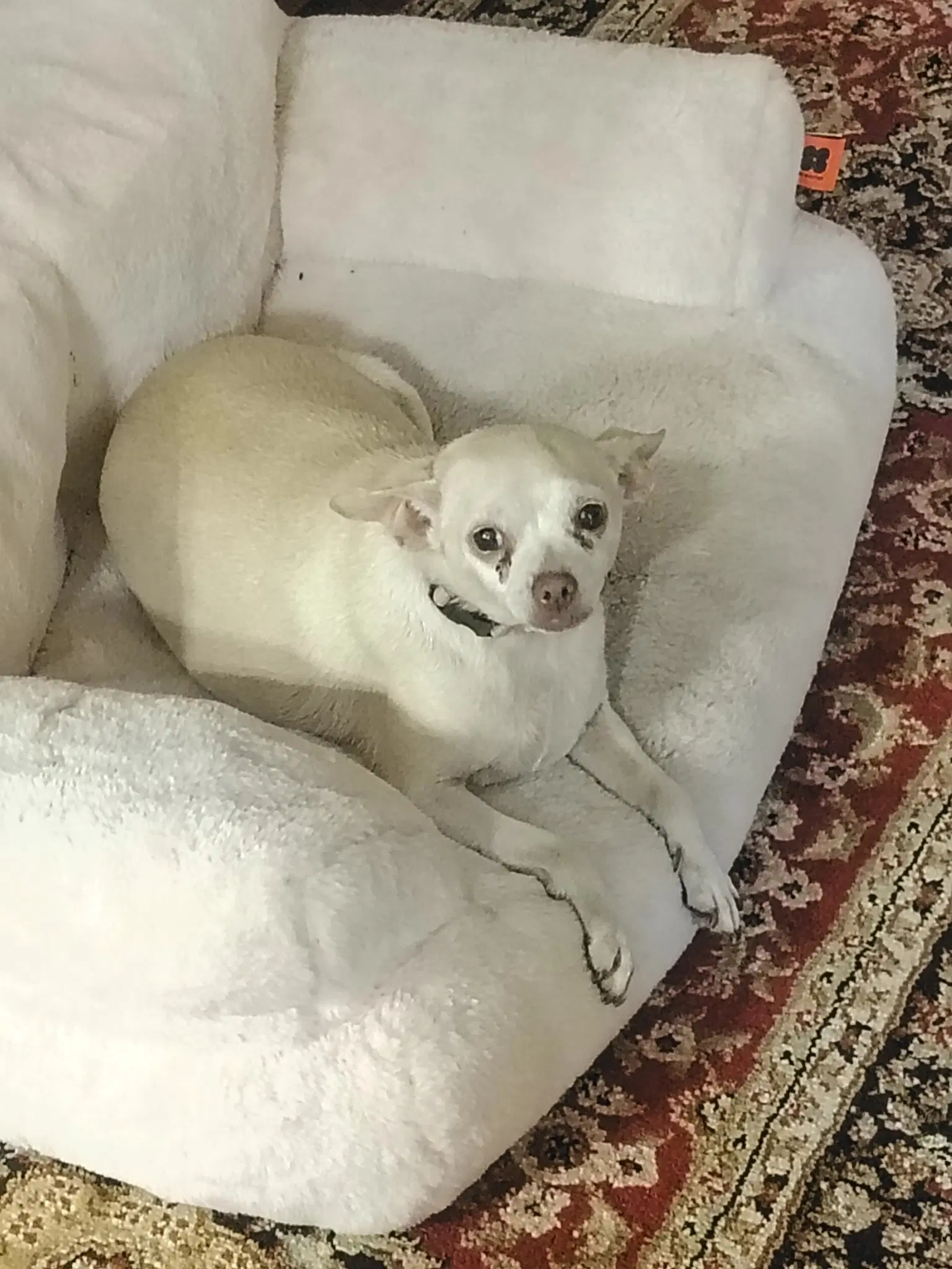 Maggie image 3