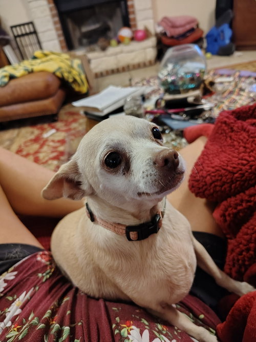 Maggie, an adoptable dog