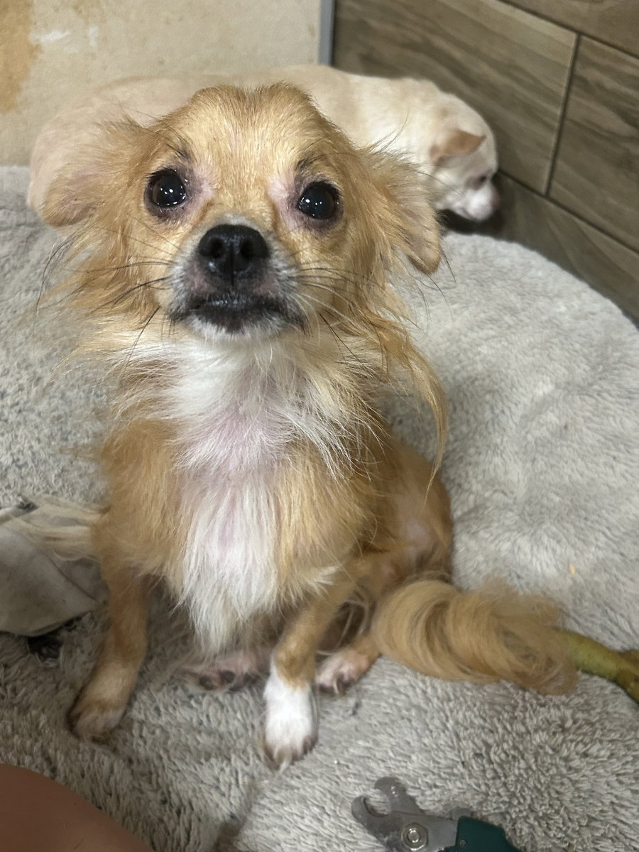 Chico