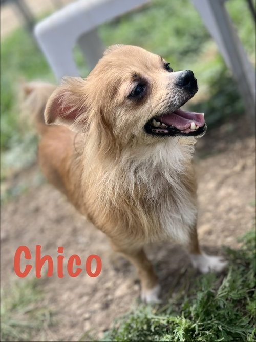 Chico, an adoptable Chihuahua in Pipe Creek, TX