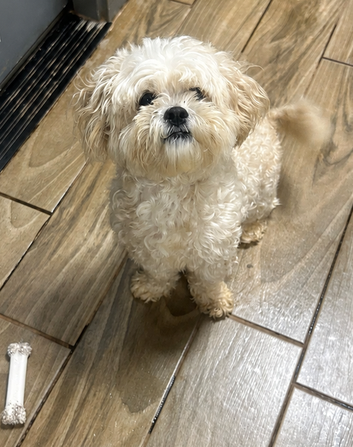 Brooks, an adoptable Bichon Frise in Pipe Creek, TX