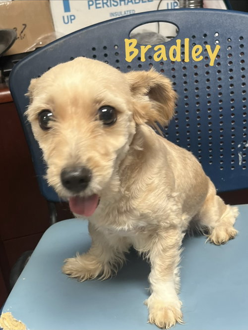 Bradley