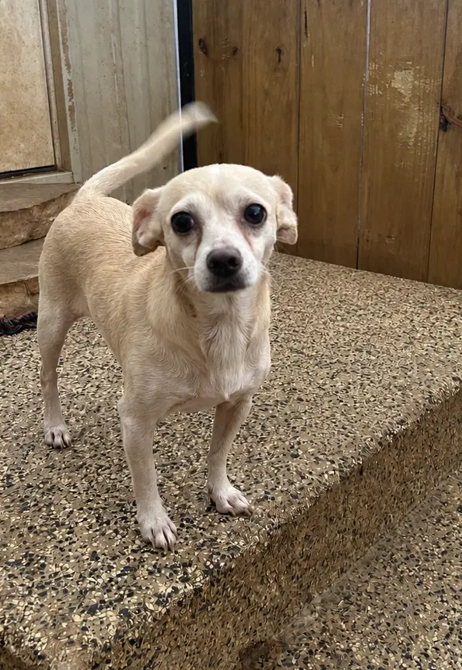 Emily - Chihuahua