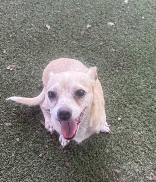 Emily, an adoptable Chihuahua in Pipe Creek, TX