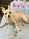 Emily
