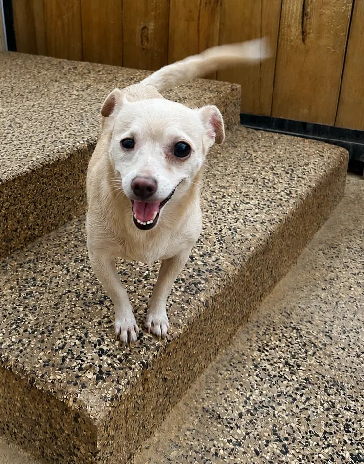 Everly - Chihuahua