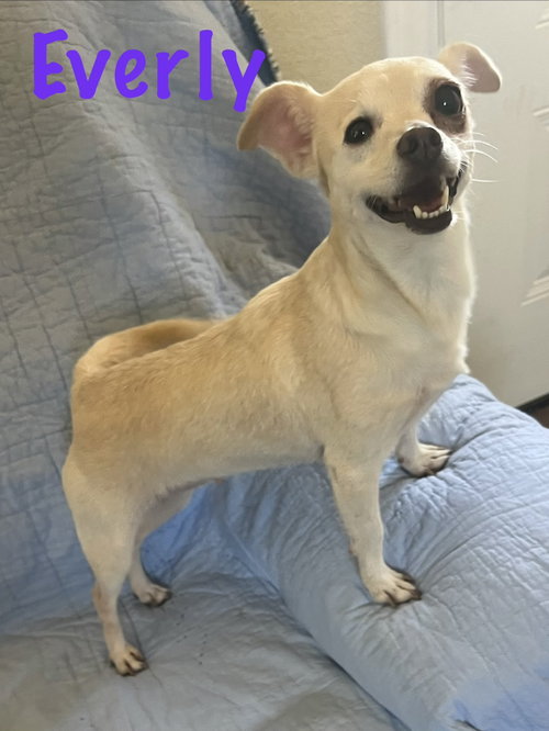 Everly, an adoptable dog