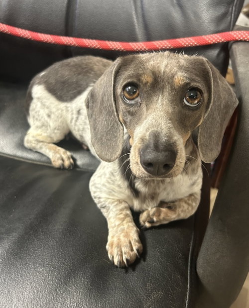 Henny Penny, an adoptable Dachshund in Pipe Creek, TX