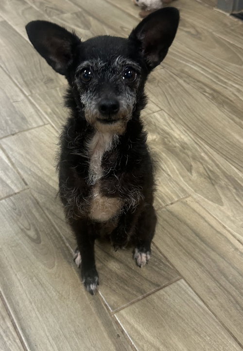 Peewee, an adoptable Terrier in Pipe Creek, TX