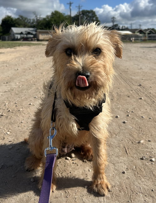 Hannah, an adoptable dog