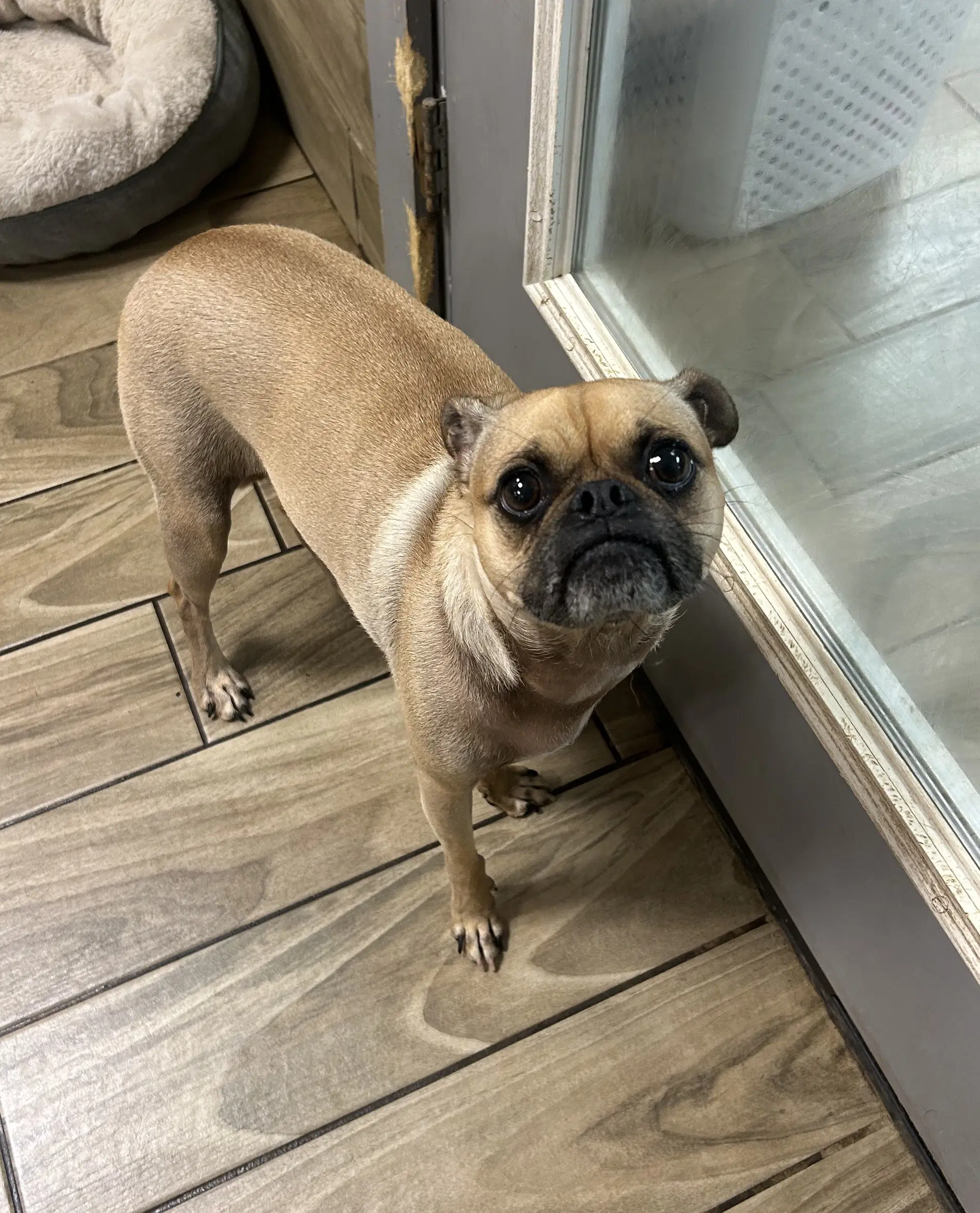 Gus - Pug