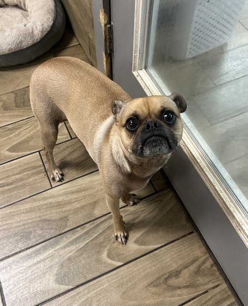 Gus, an adoptable Pug in Pipe Creek, TX