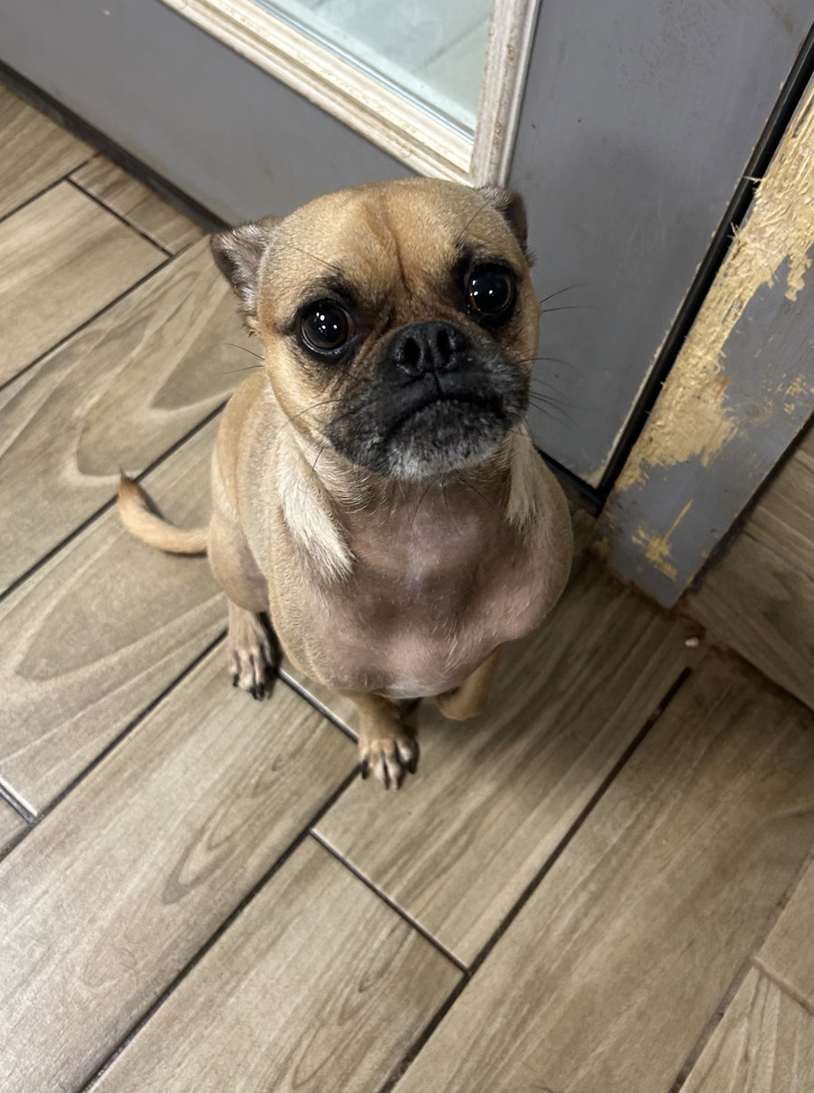 Gus