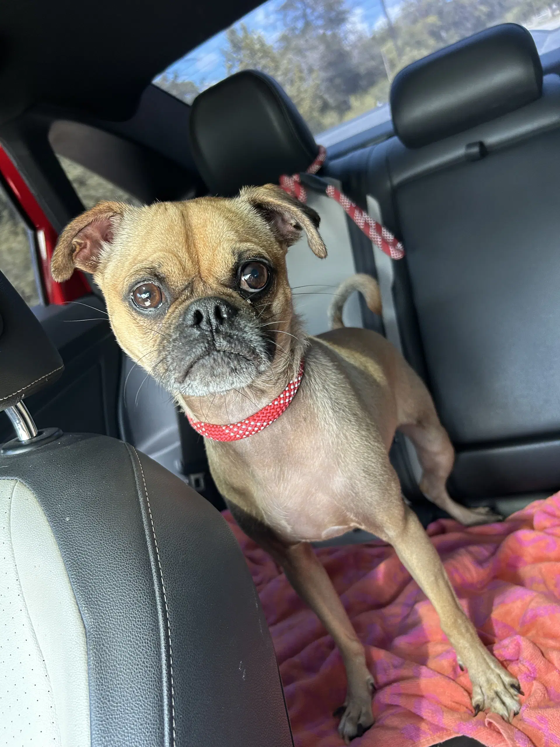 Gus image 4