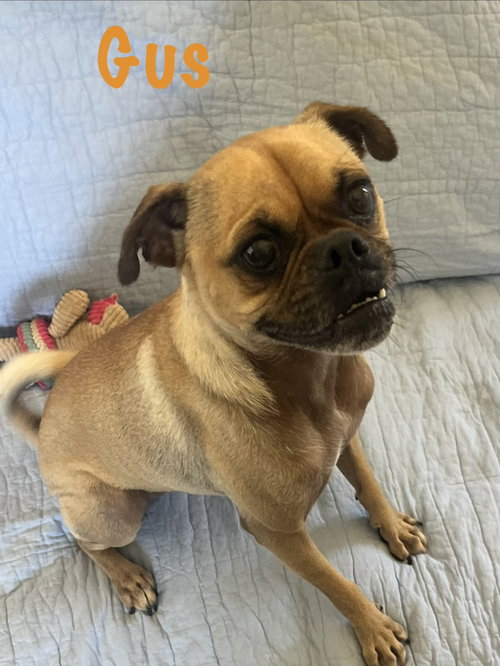 Gus, an adoptable dog